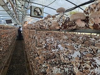 서촌댁님의 버섯 · 영농일지 작성글 사진