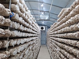 서촌댁님의 버섯 · 영농일지 작성글 사진