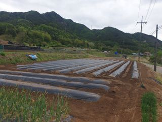 신정애님의 고추 · 영농일지 작성글 사진