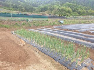 신정애님의 고추 · 영농일지 작성글 사진