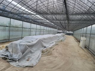 꽁지머리님의 벼 · 자유게시판 작성글 사진