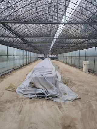 꽁지머리님의 벼 · 자유게시판 작성글 사진