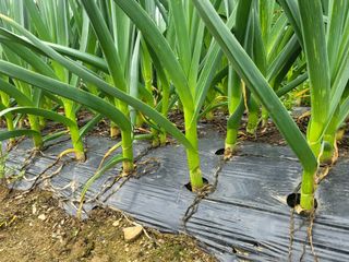 들꽃농장님의 자유주제 · 자유게시판 작성글 사진