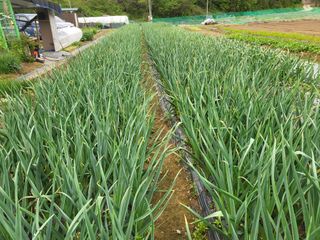 들꽃농장님의 자유주제 · 자유게시판 작성글 사진