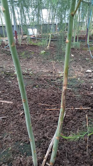 아스파라맘님의 기타작물 · 병해충상담 작성글 사진