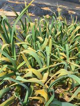 팜모닝 마늘·영농일지 게시글 이미지