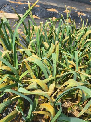 항상초보농민님의 마늘 · 영농일지 작성글 사진