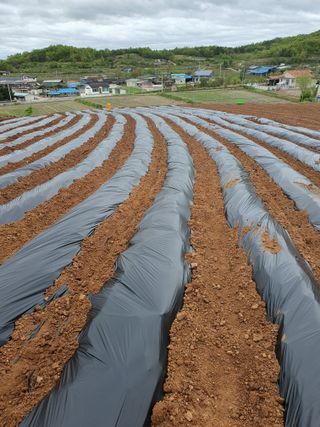 김영복님의 자유주제 · 자유게시판 작성글 사진