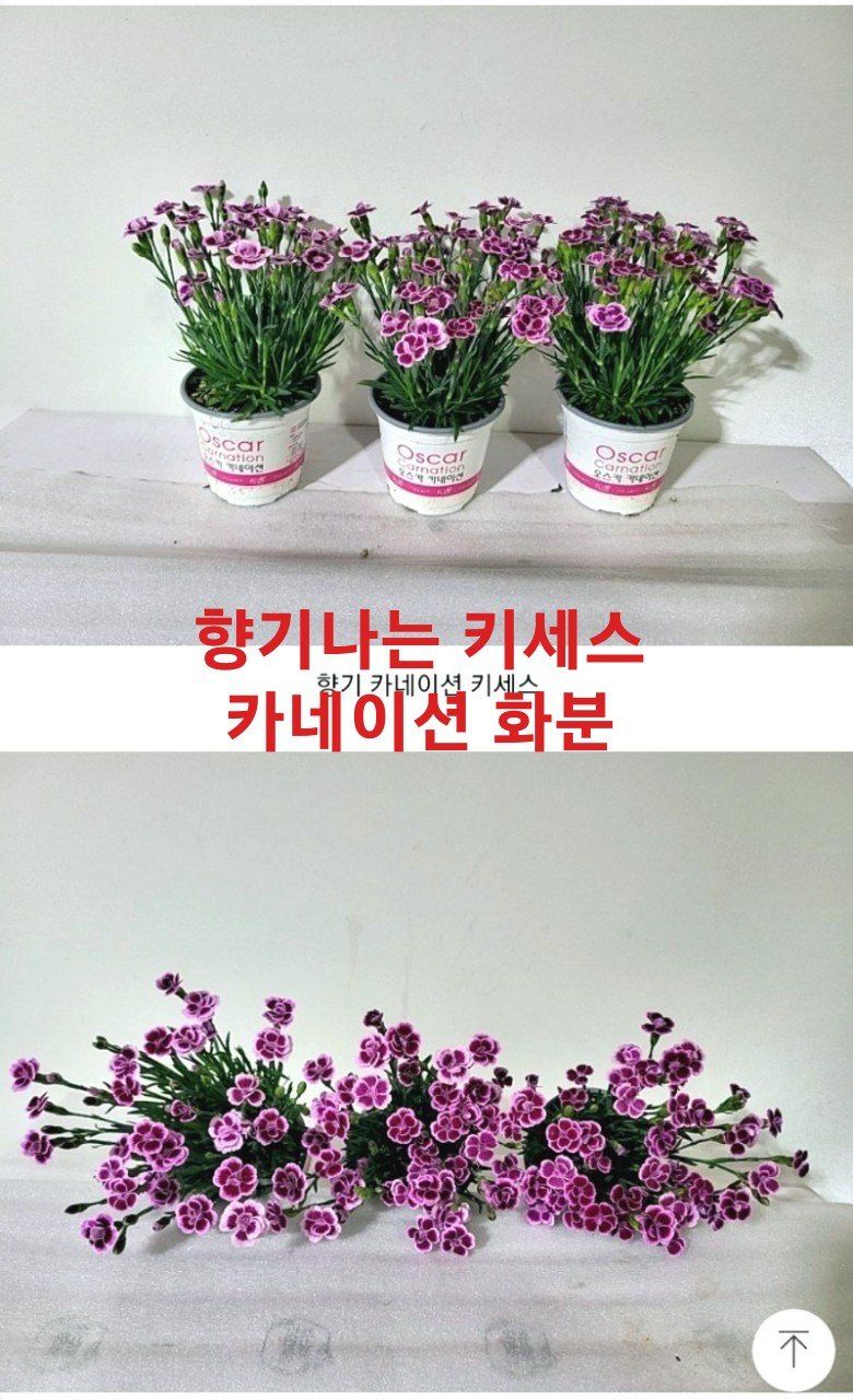 사랑꽃농장님의 장터 판매 상품 [스승의날 카네이션 자전거 세트] 첨부 사진