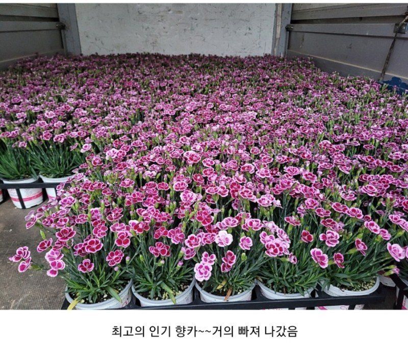 사랑꽃농장님의 장터 판매 상품 [스승의날 카네이션 자전거 세트] 첨부 사진