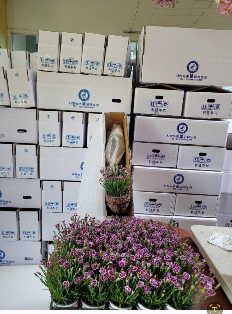 사랑꽃농장님의 장터 판매 상품 [스승의날 카네이션 자전거 세트] 첨부 사진