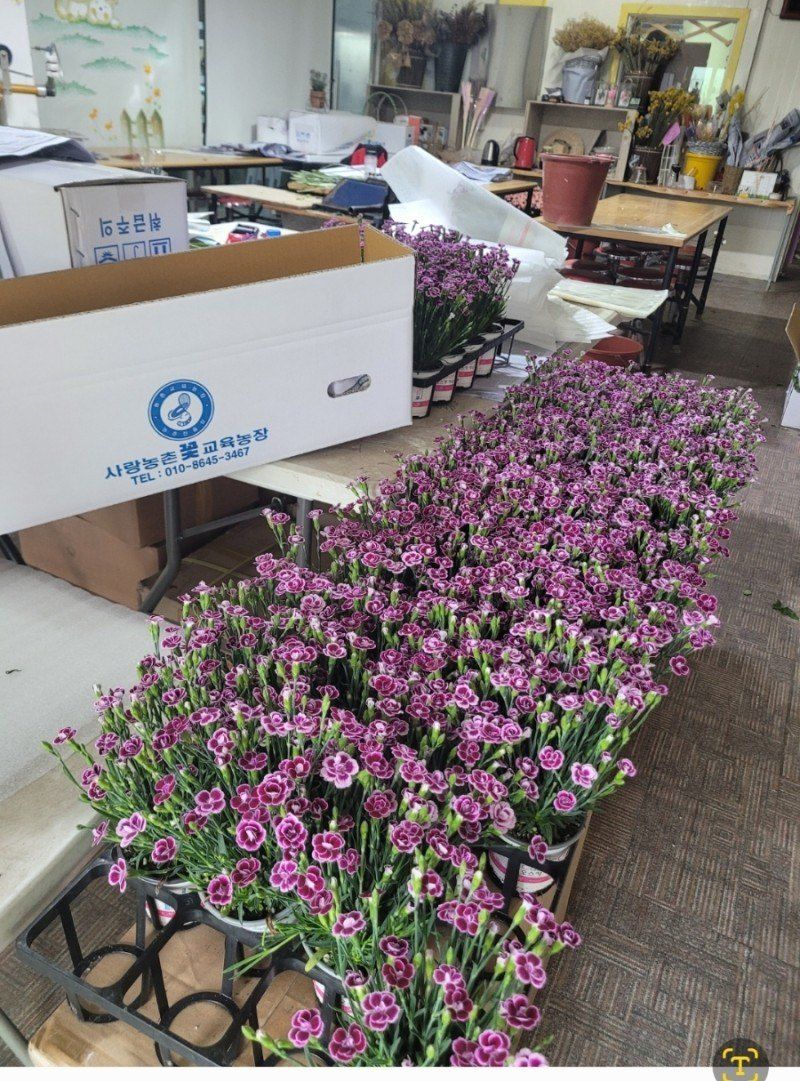 사랑꽃농장님의 장터 판매 상품 [스승의날 카네이션 자전거 세트] 첨부 사진