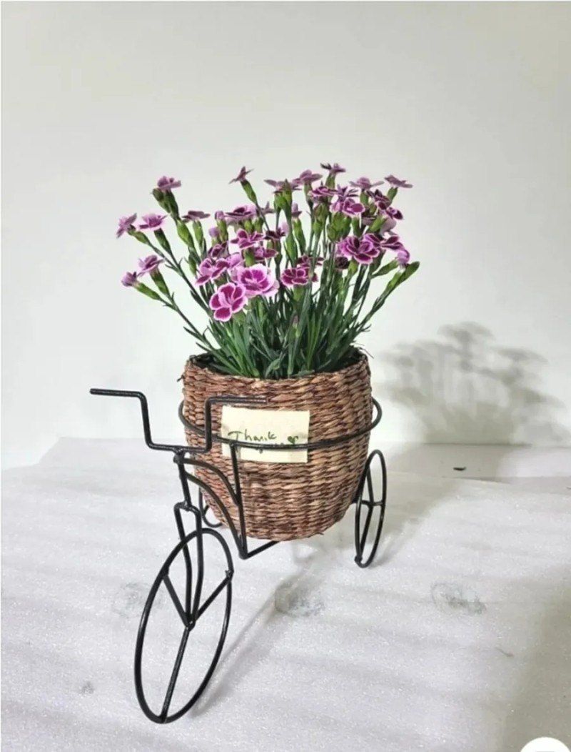 장터 상품 [스승의날 카네이션 자전거 세트] 썸네일