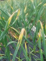 팜모닝 마늘·일상 게시글 이미지