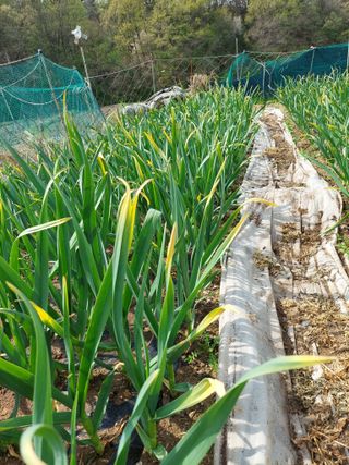 지금은 공돌이님의 마늘 · 일상 작성글 사진