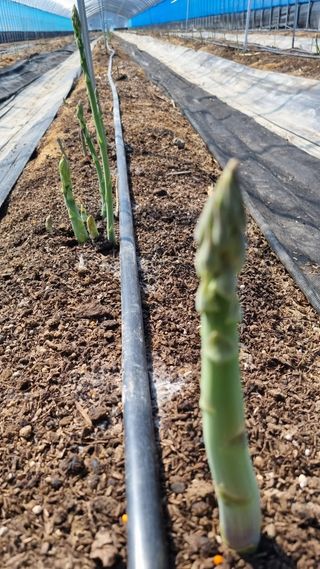 이정식님의 농사, 무엇이든 물어보세요! · 참여글 작성글 사진