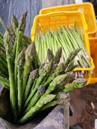 이정식님의 농사, 무엇이든 물어보세요! · 참여글 작성글 사진