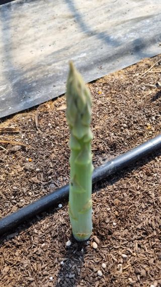 이정식님의 농사, 무엇이든 물어보세요! · 참여글 작성글 사진