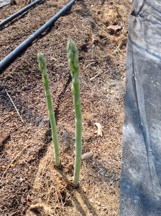 이정식님의 농사, 무엇이든 물어보세요! · 참여글 작성글 사진