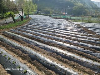 정창훈님의 옥수수 · 영농일지 작성글 사진