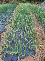 팜모닝 농사, 무엇이든 물어보세요!·참여글 게시글 이미지