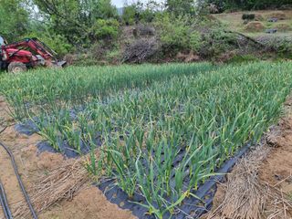 박세은님의 농사, 무엇이든 물어보세요! · 참여글 작성글 사진
