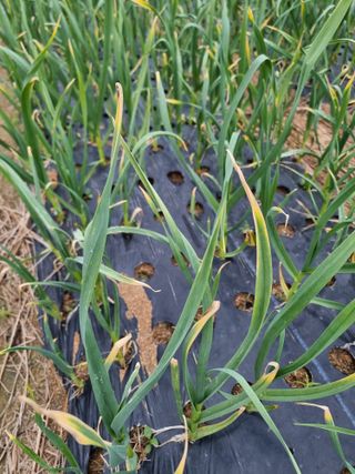 박세은님의 농사, 무엇이든 물어보세요! · 참여글 작성글 사진