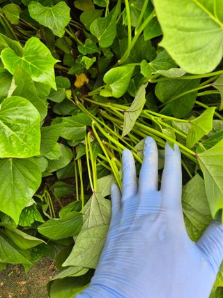 김동수님의 고구마 · 자유게시판 작성글 사진