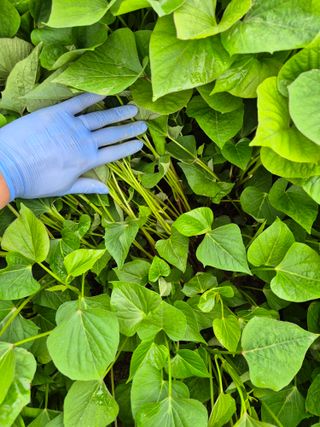 김동수님의 고구마 · 자유게시판 작성글 사진