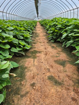 김동수님의 고구마 · 자유게시판 작성글 사진