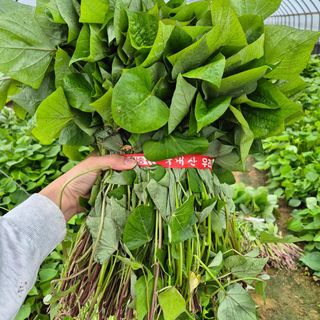 김동수님의 자유주제 · 자유게시판 작성글 사진