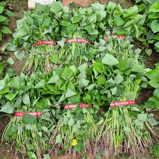 김동수님의 자유주제 · 자유게시판 작성글 사진