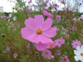 안재명님의 팜모닝 · 출석 작성글 사진