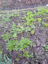 팜모닝 자유주제·자유게시판 게시글 이미지