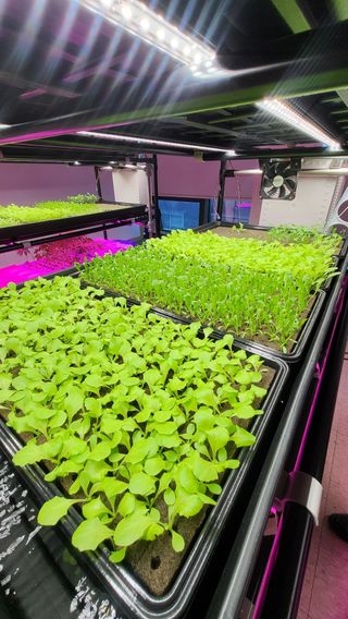 윤대권님의 상추 · 영농일지 작성글 사진