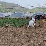 팜모닝 기타작물·영농일지 게시글 이미지