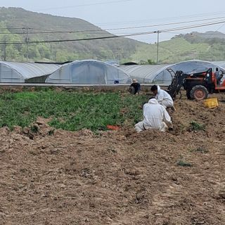 이은화님의 기타작물 · 영농일지 작성글 사진