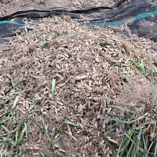 이은화님의 기타작물 · 영농일지 작성글 사진