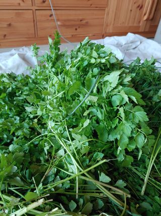 유기농 블루베리 농님의 자유주제 · 사진전 작성글 사진