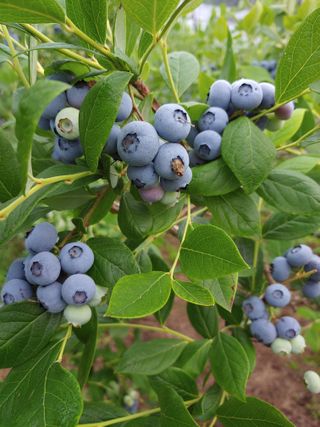 유기농 블루베리 농님의 자유주제 · 사진전 작성글 사진