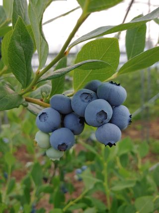 유기농 블루베리 농님의 자유주제 · 사진전 작성글 사진