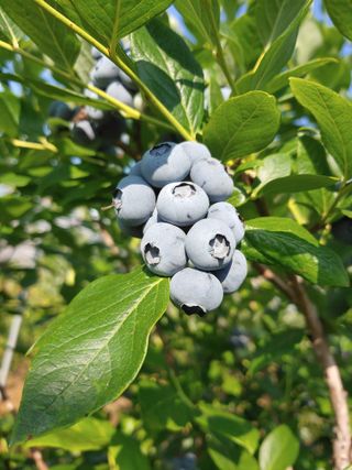 유기농 블루베리 농님의 자유주제 · 사진전 작성글 사진