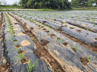 소병기 정직한농장님의 옥수수 · 영농일지 작성글 사진