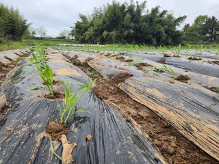 소병기 정직한농장님의 옥수수 · 영농일지 작성글 사진