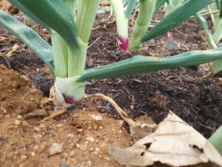 주옥님의 자유주제 · 자유게시판 작성글 사진