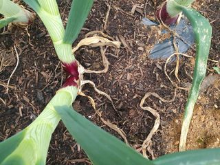 주옥님의 자유주제 · 자유게시판 작성글 사진