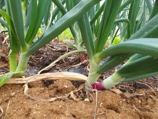 주옥님의 자유주제 · 자유게시판 작성글 사진