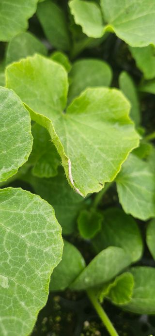 김홍겸님의 농사, 무엇이든 물어보세요! · 참여글 작성글 사진