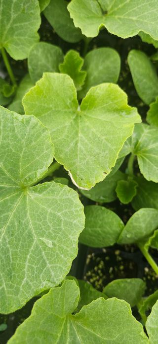 김홍겸님의 농사, 무엇이든 물어보세요! · 참여글 작성글 사진