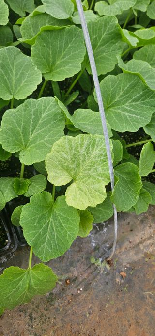 김홍겸님의 농사, 무엇이든 물어보세요! · 참여글 작성글 사진